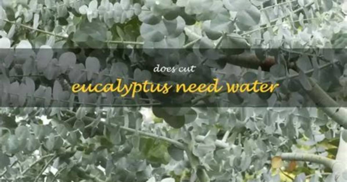 Does Eucalyptus Need to Be Kept in Water