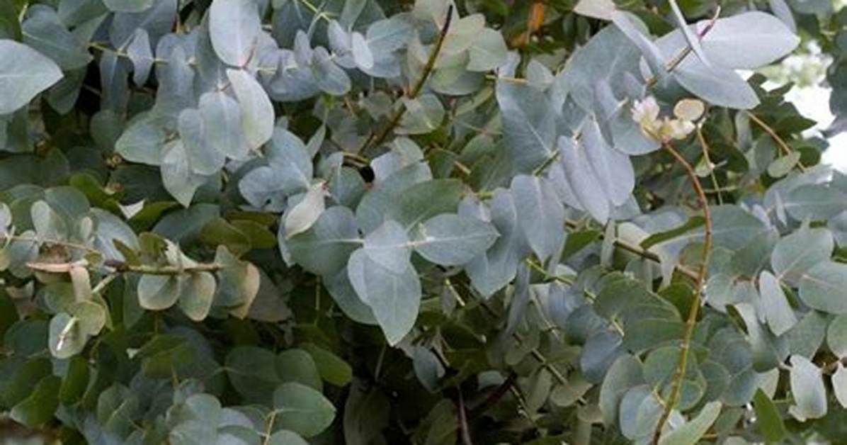 Does Eucalyptus Require Water?