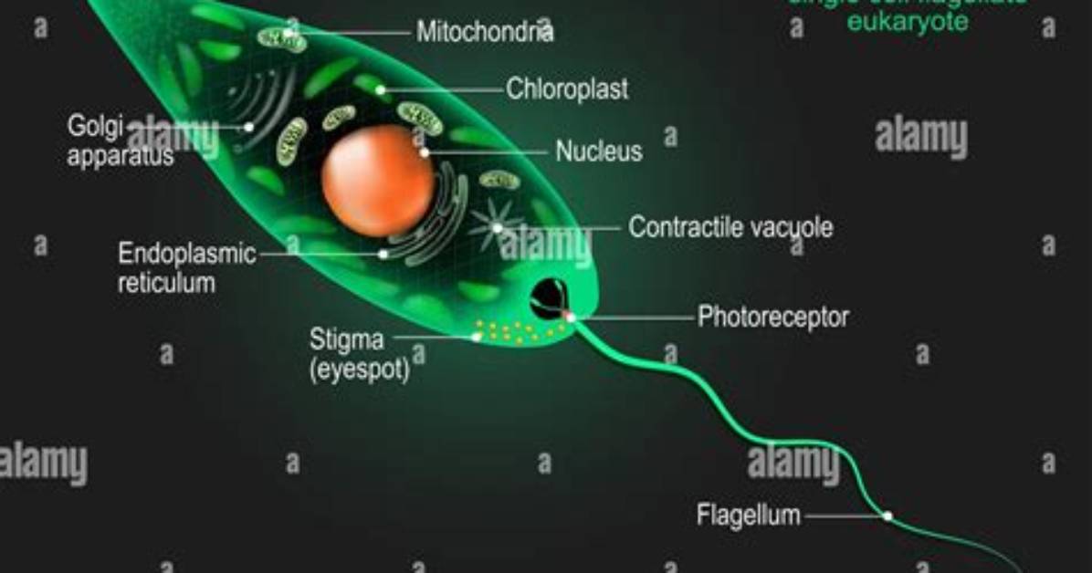 Does Euglena Have a Nuclear Membrane?