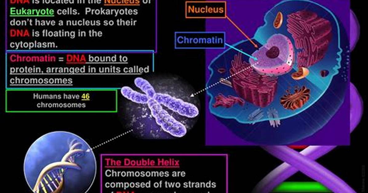 Does Every Living Cell Have Dna?