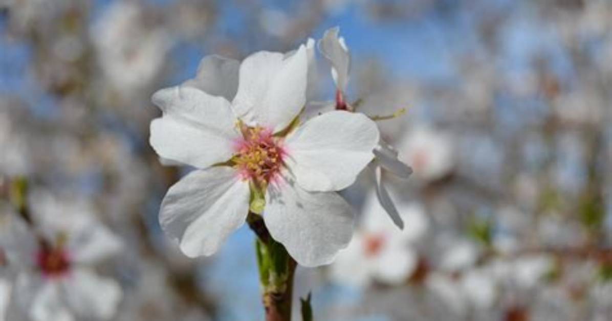 Does Every Plant Blossom