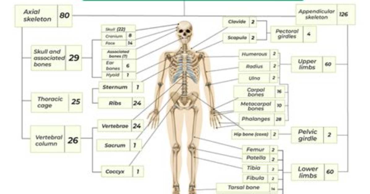 Does Everyone Have 206 Bones?