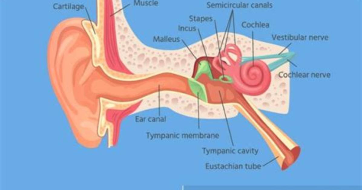 Does Everyone Have Crystals in Their Ears?