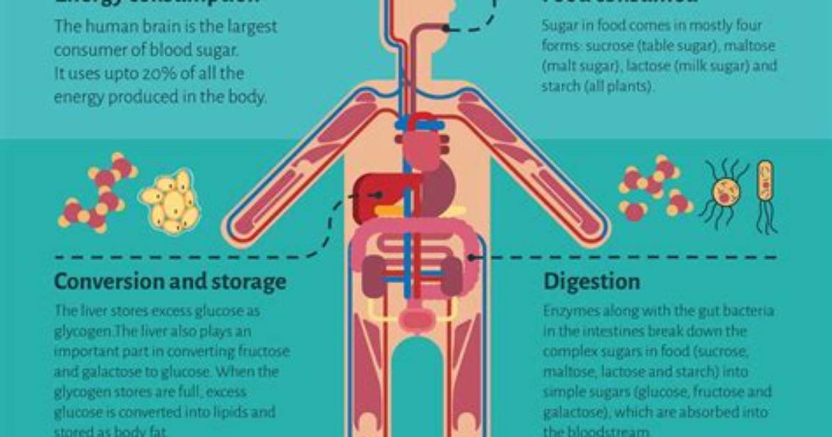Does Everything You Eat Turn into Sugar