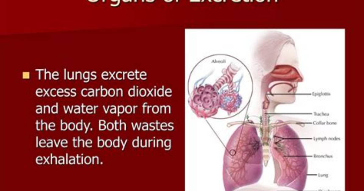 Does Excretion Contribute Carbon Dioxide?