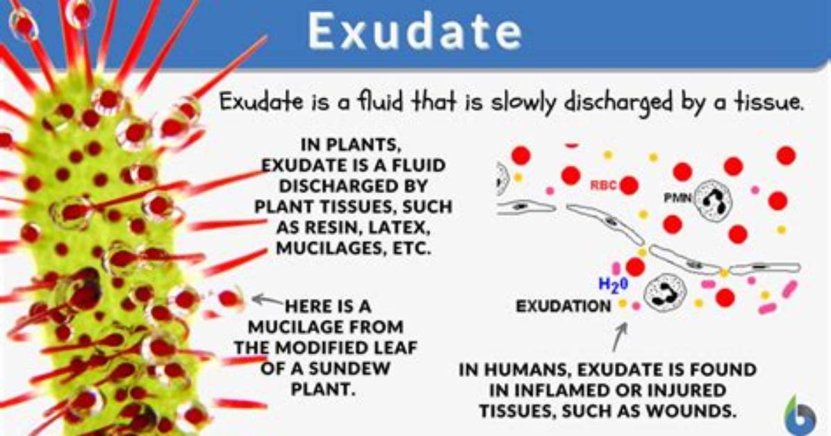 Does Exude Mean Ooze out?