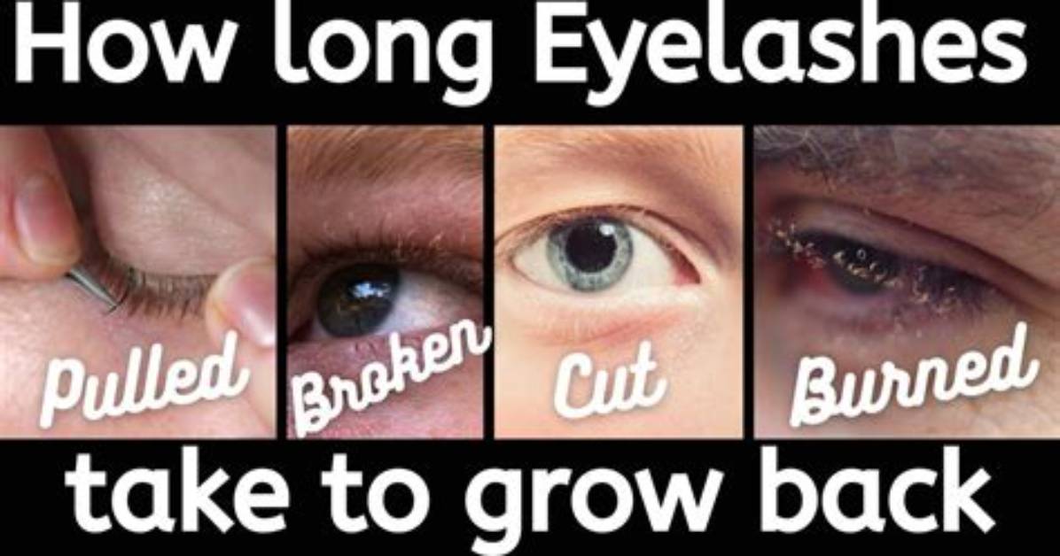 Does Eyelids Grow Back?