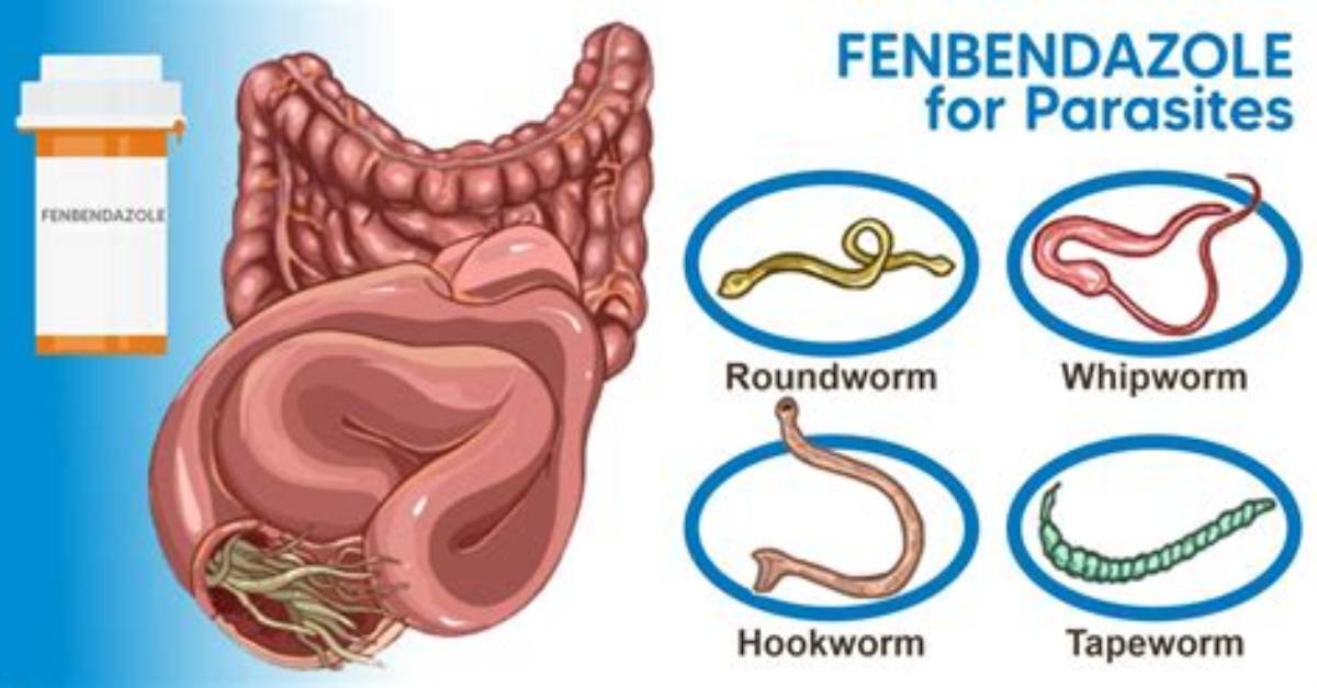 Does Fenbendazole Kill Gapeworm