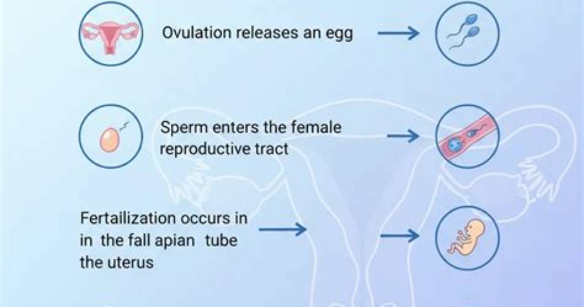 Does Fertility Lube Work?