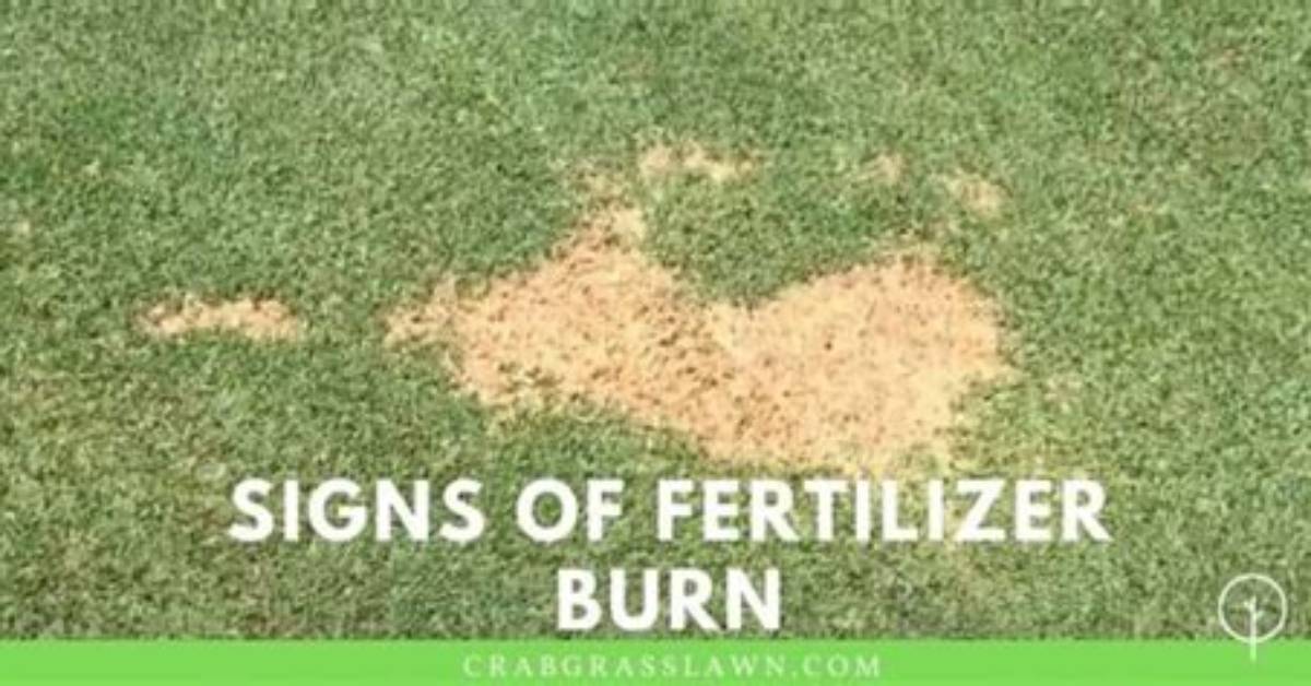 Does Fertilizer Burn Kill Grass