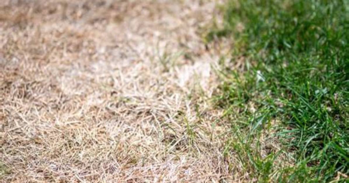 Does Fescue Go Dormant