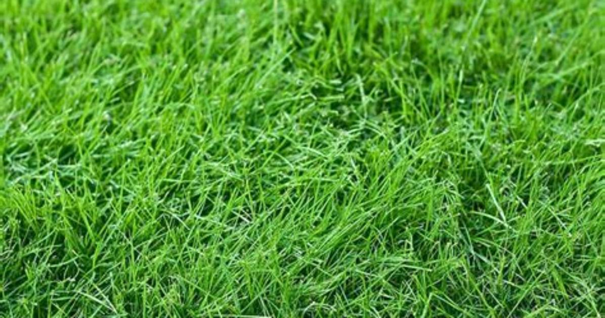 Does Fescue Need Sun?