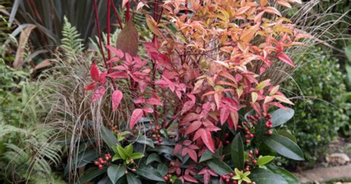 Does Firepower Nandina Spread?