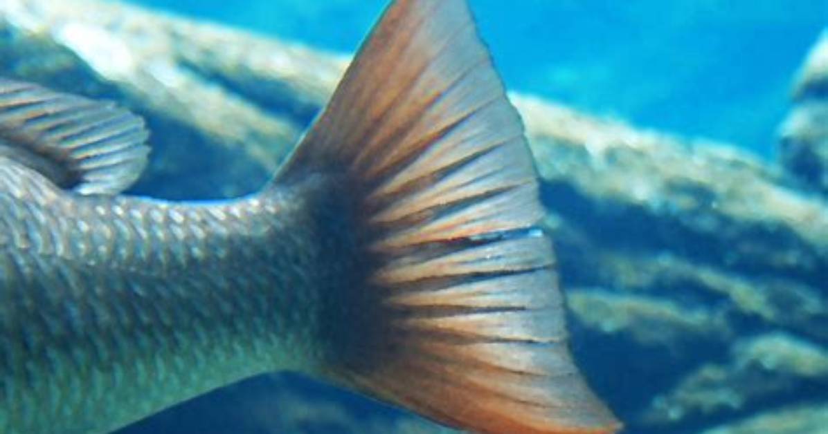 Does Fish Have Tail?