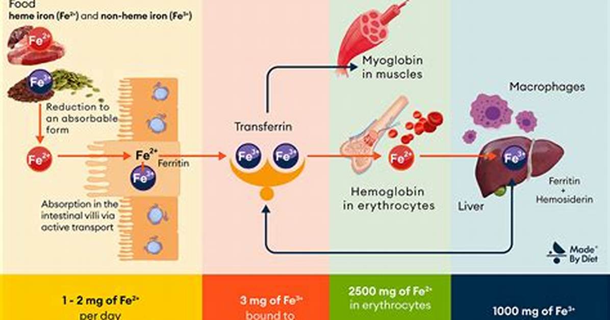 Does Fish Oil Increase Iron Absorption?