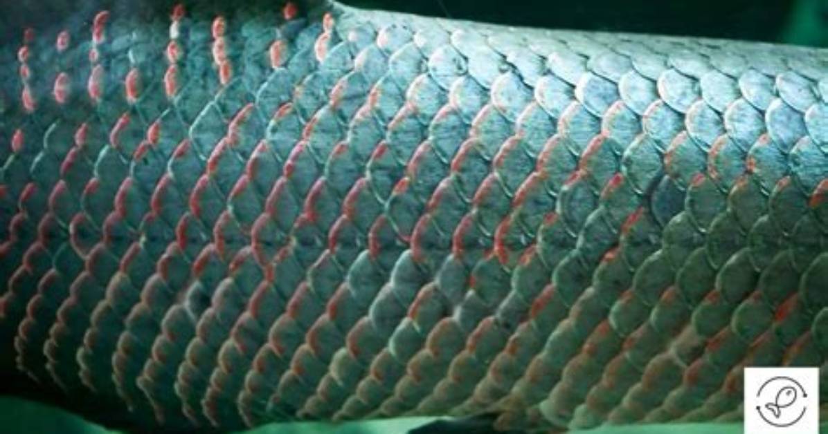 Does Fish Scales Grow Back?