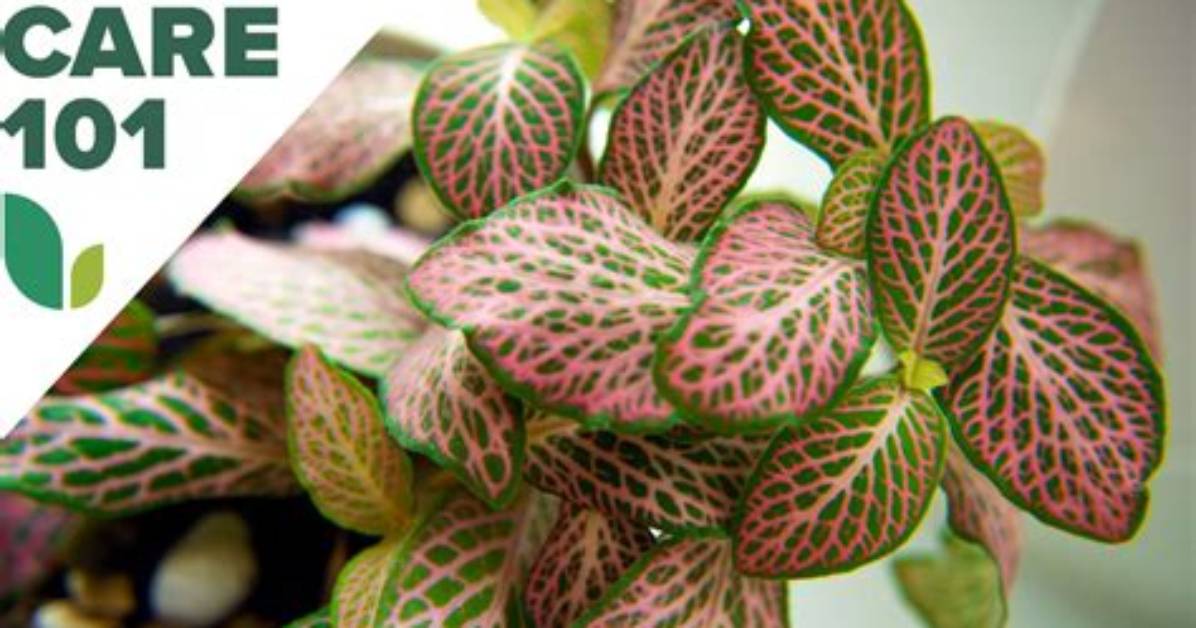 Does Fittonia Need Sunlight?