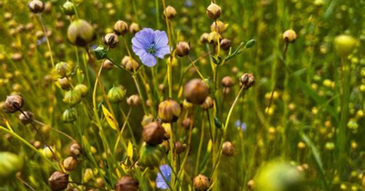 Does Flax Grow in Canada