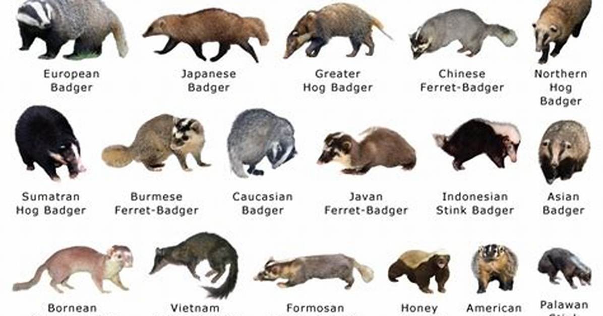 Does Florida Have Badgers?