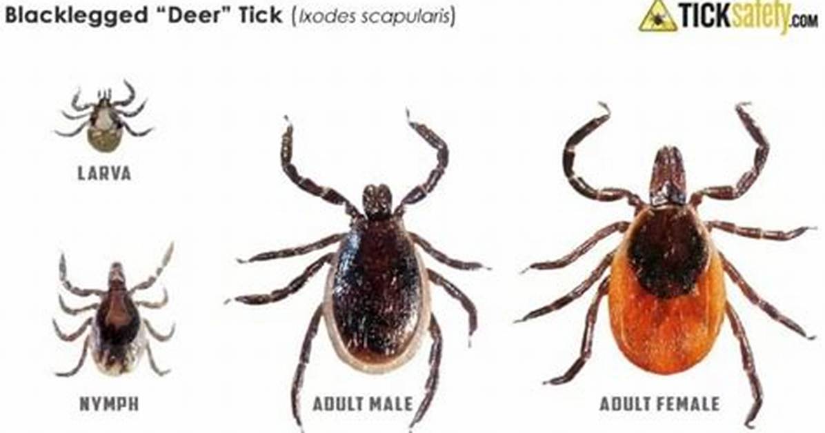 Does Florida Have Blacklegged Ticks?