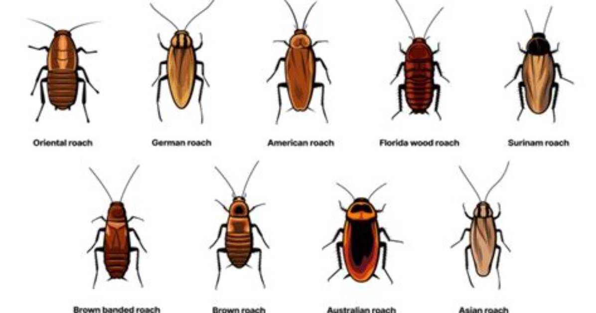 Does Florida Have Cockroaches
