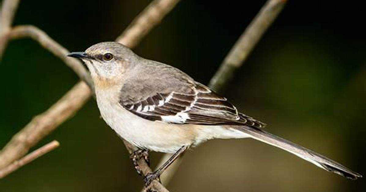 Does Florida Have Mockingbirds?