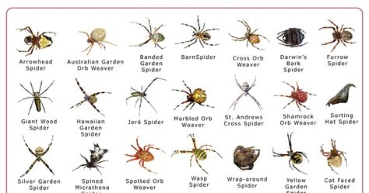 Does Florida Have Orb Weavers?