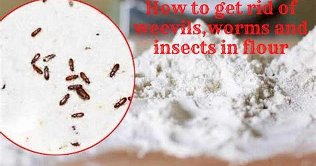 Does Flour Get Worms?