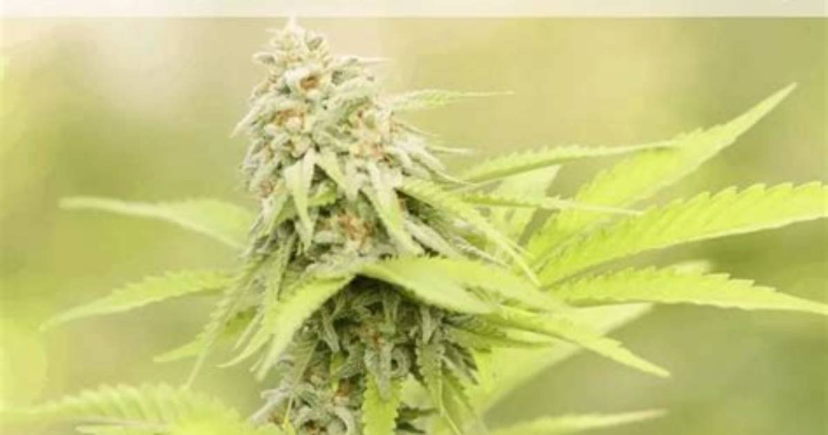 Does Flowering Time Mean from Seed?