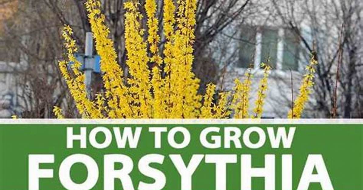 Does Forsythia Turn Green? | Contextresponse. Com