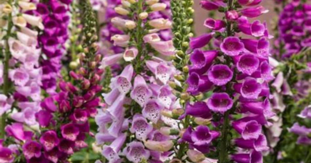 Does Foxglove Bloom All Summer?