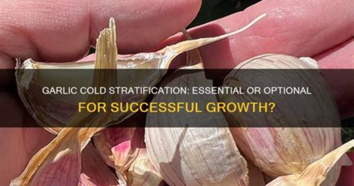 Does Foxglove Need Cold Stratification?