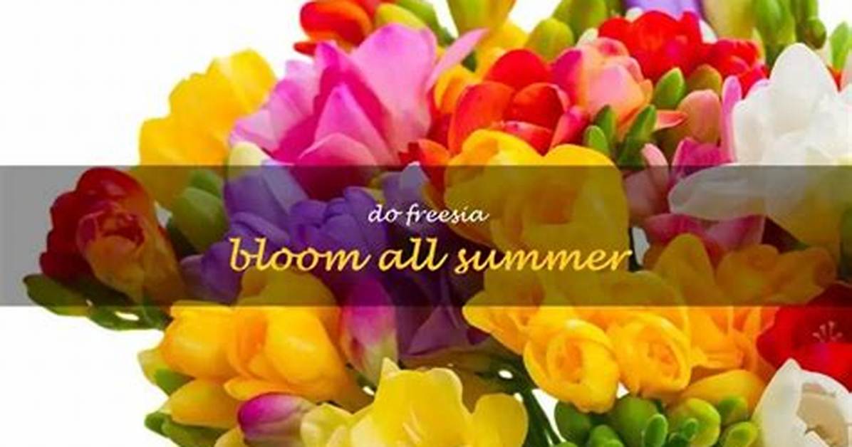 Does Freesia Bloom All Summer