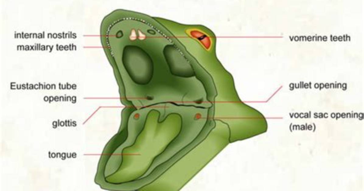 Does Frog Has Teeth?