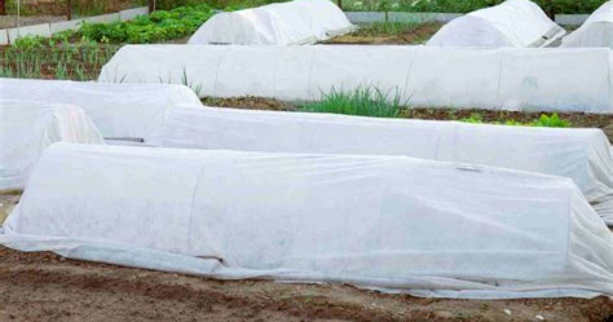 Does Frost Cloth Work?