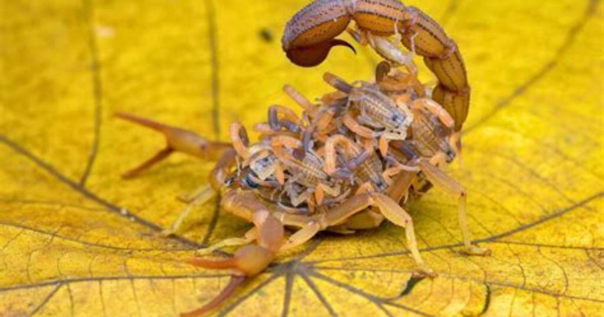 Does Galapagos Have Scorpions?