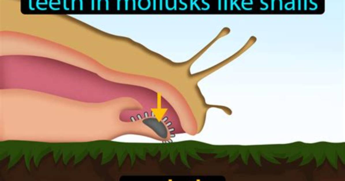 Does Gastropods Have Radula?