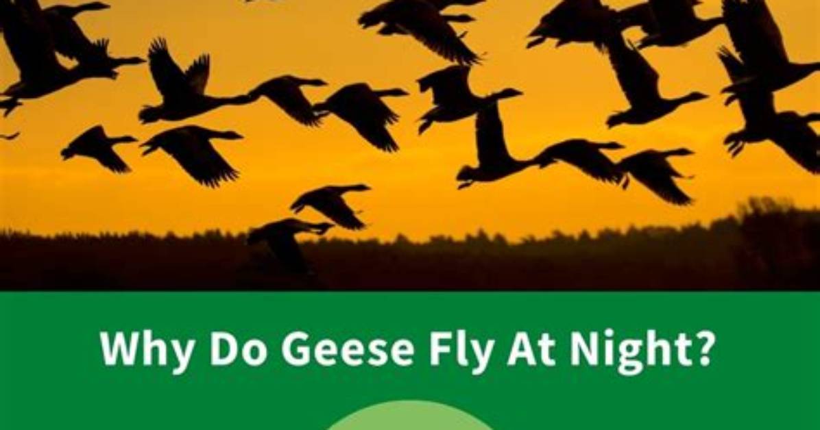 Does Geese Fly at Night?