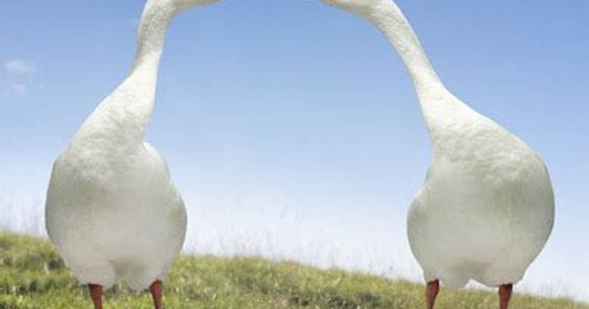 Does Geese Mate for Life?