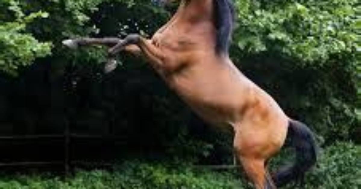 Does Gelding Improve Behavior?