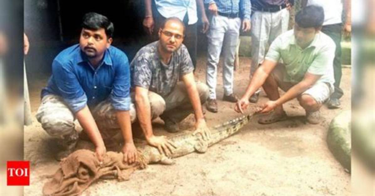 Does Gharial Attack Human?