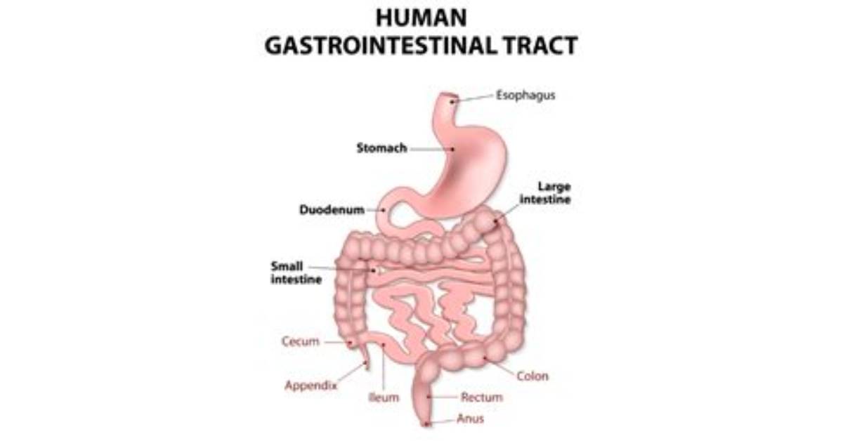 Does Gi Stand for Gastroenterology?