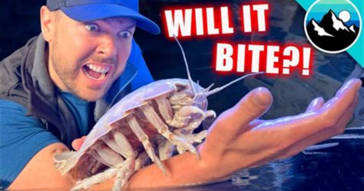 Does Giant Isopods Bite?