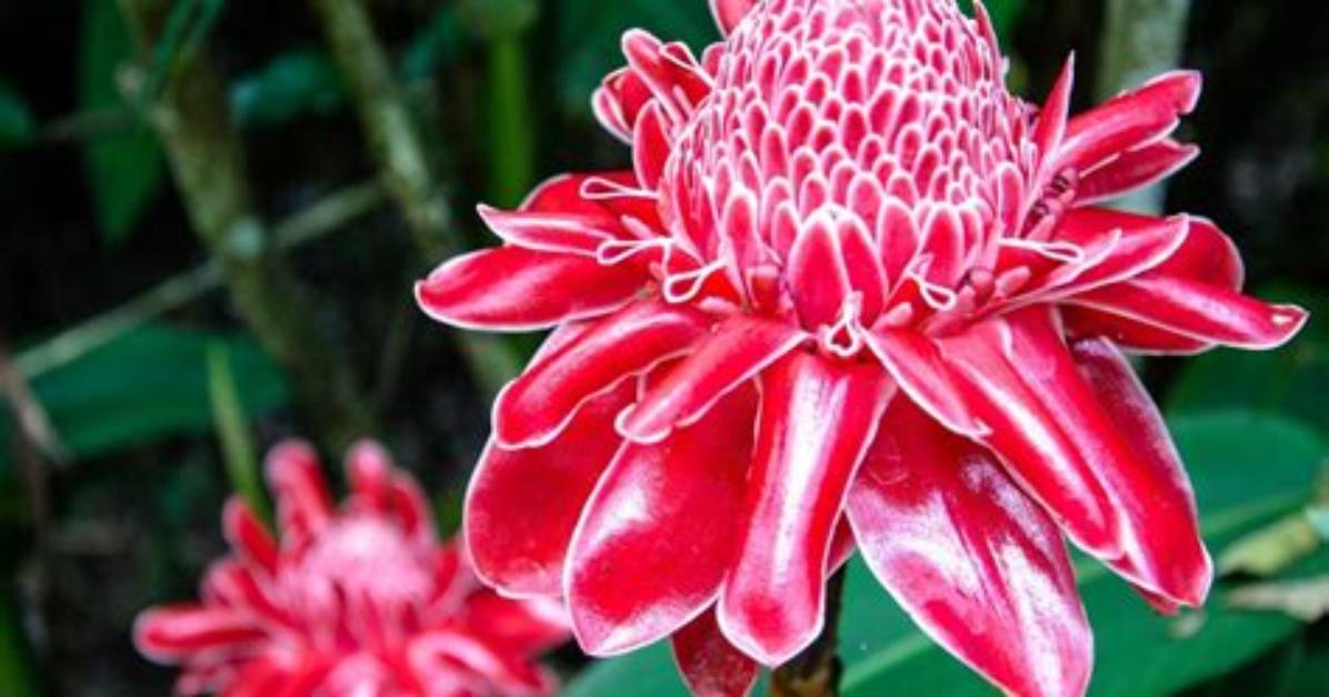 Does Ginger Have a Flower