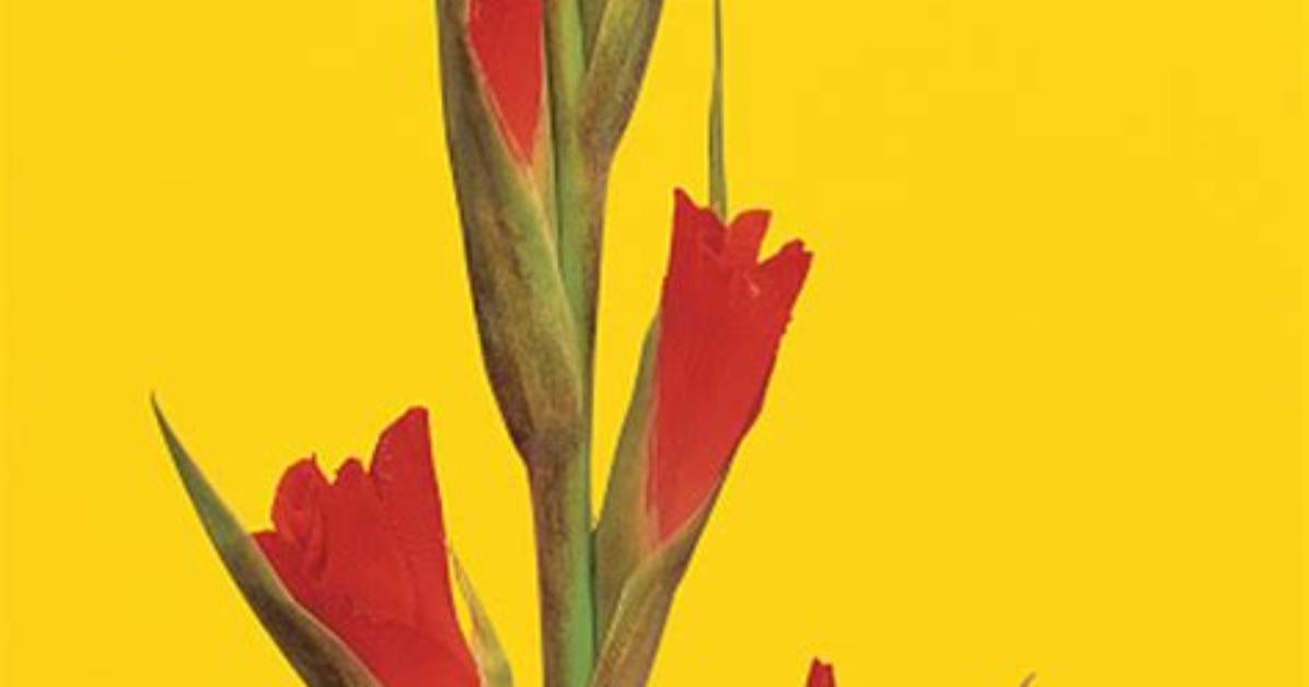 Does Gladiolus Reproduce