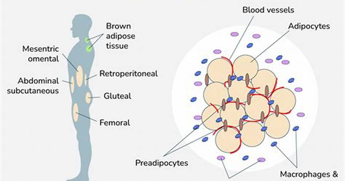 Does Glucocorticoids Affect Adipose Tissue?