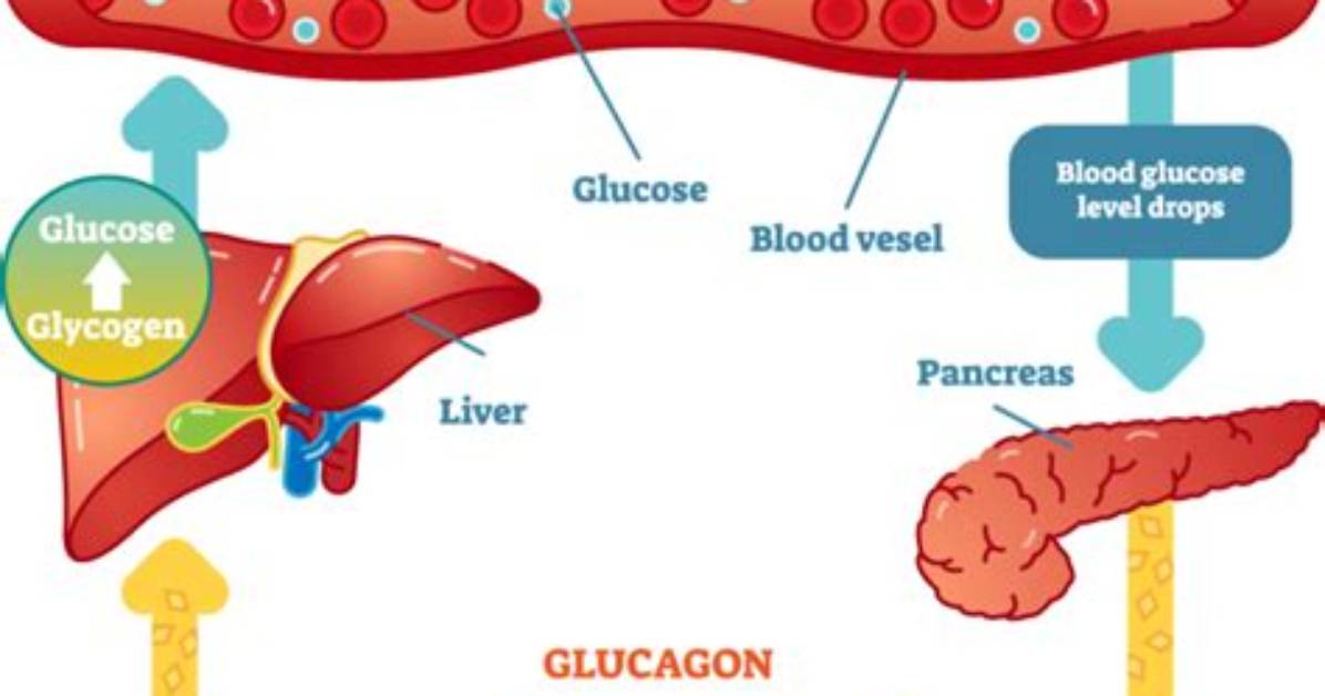 Does Glycerol Increase Insulin
