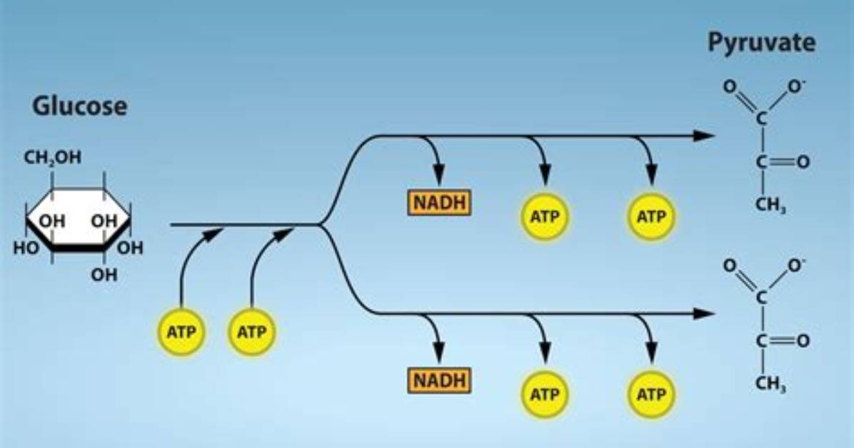 Does Glycolysis Use Oxygen?