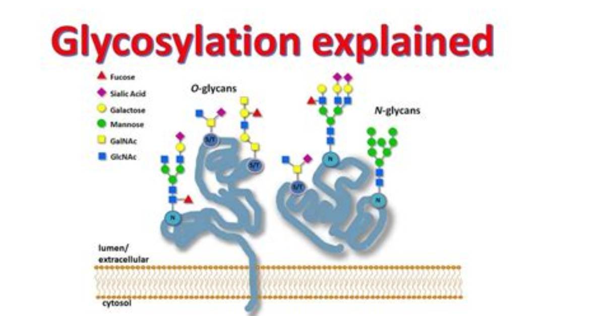 Does Glycosylation Affect Folding?