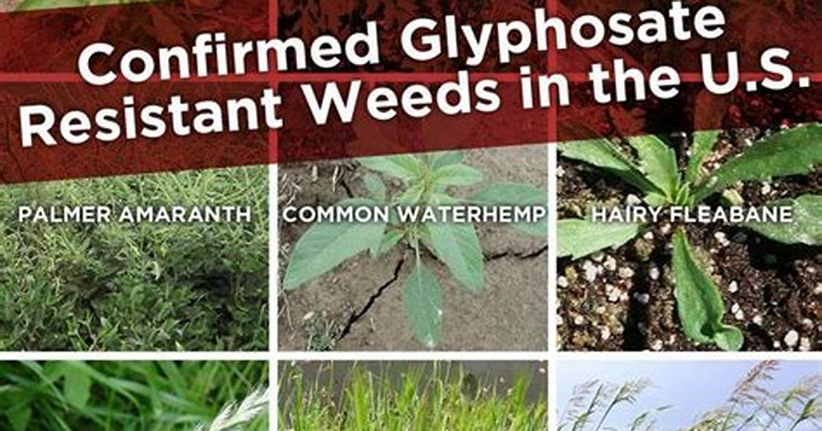 Does Glyphosate Kill Tumbleweeds?